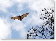 Flying fruit bat - the biggest bat in the world